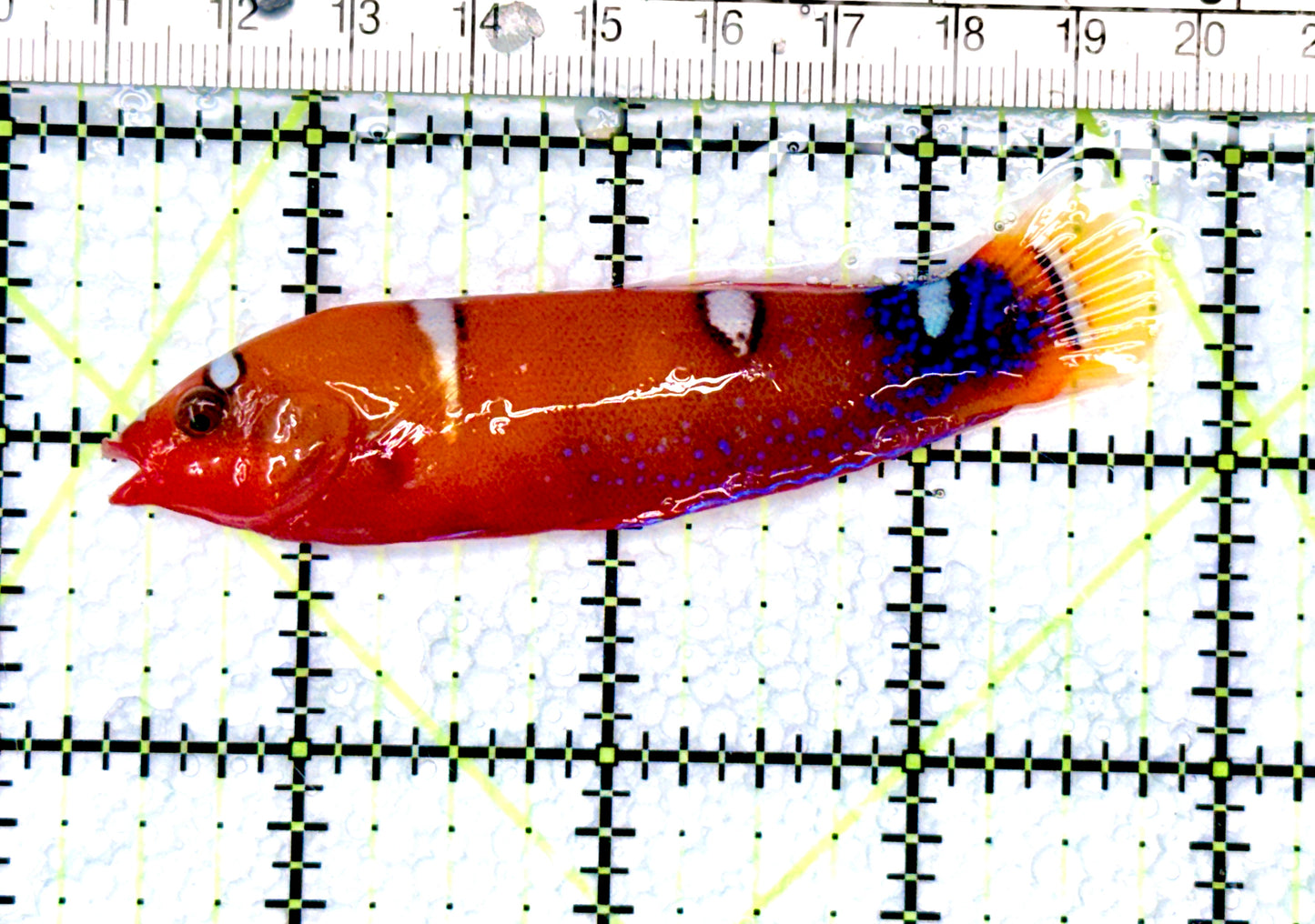 African Red Clown Coris Wrasse Juvenile ARCCW080601 WYSIWYG Size: L 3.25" approx