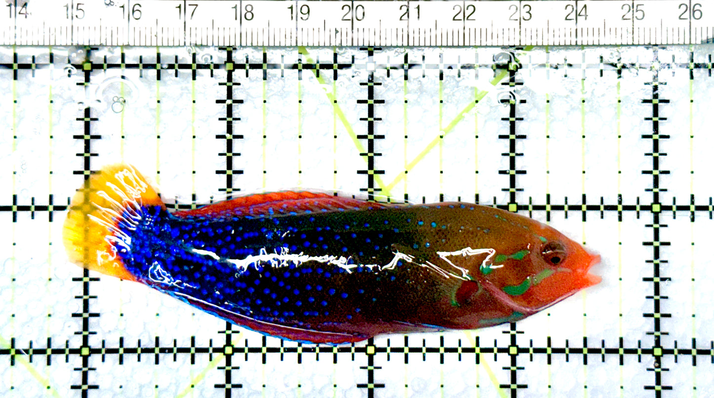 African Red Clown Coris Wrasse Adult ARCCWA080601 WYSIWYG Size: S 3.75" approx