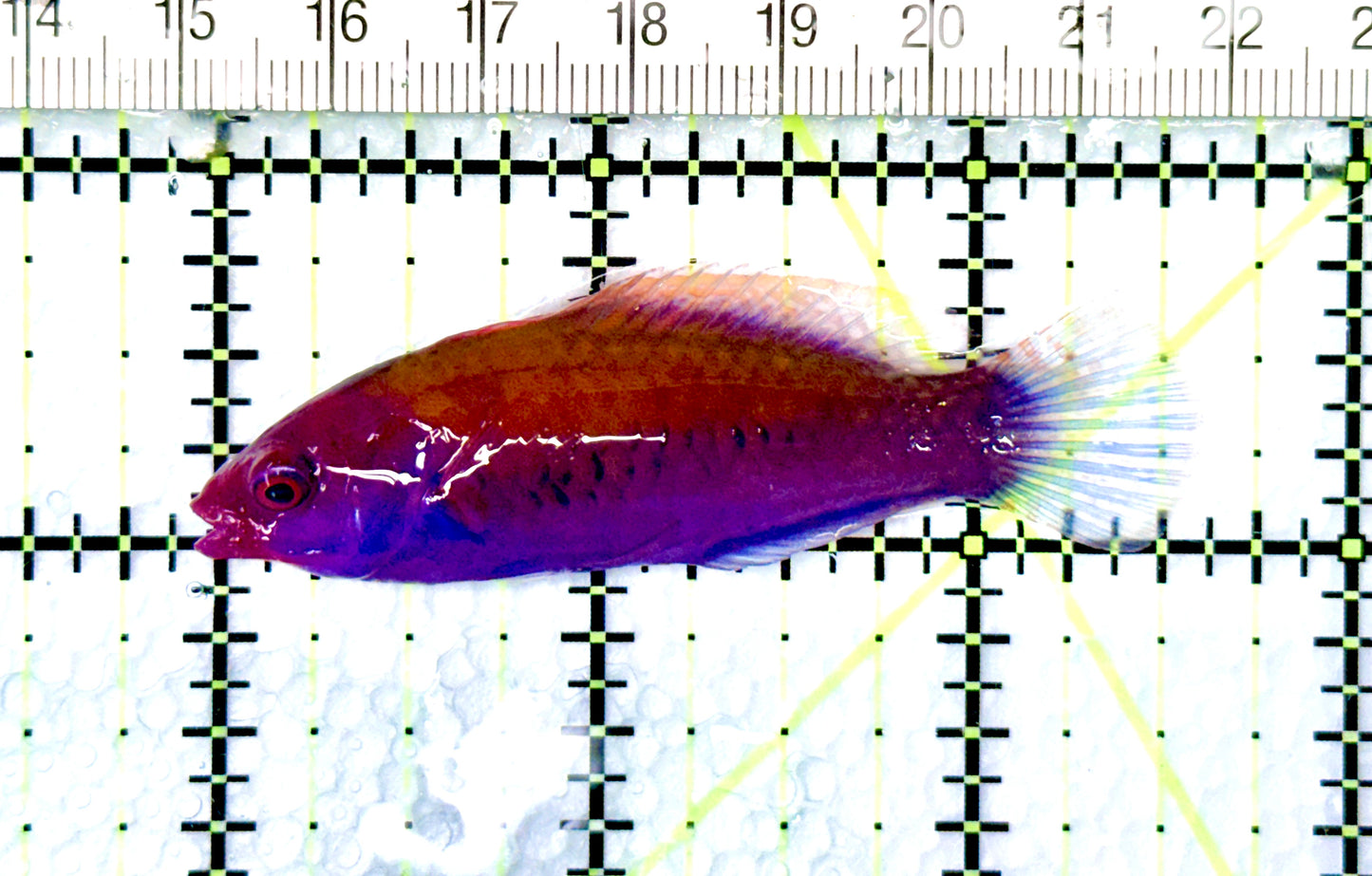 Orange-Back Fairy Wrasse OBFW080601 WYSIWYG Size: XL 2.5" approx