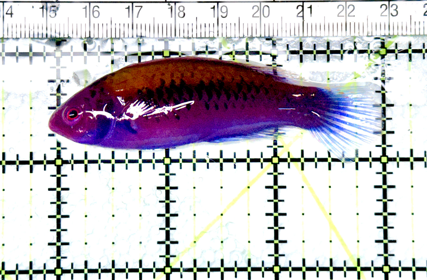 Orange-Back Fairy Wrasse OBFW080603 WYSIWYG Size: XL 3" approx