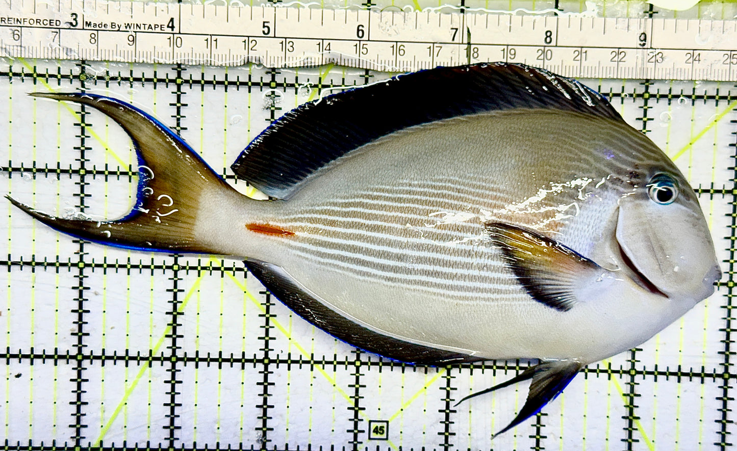 Sohal Tang (Oman Special Grade Red Sea) ST082101 WYSIWYG Size: XXL 7.5 approx