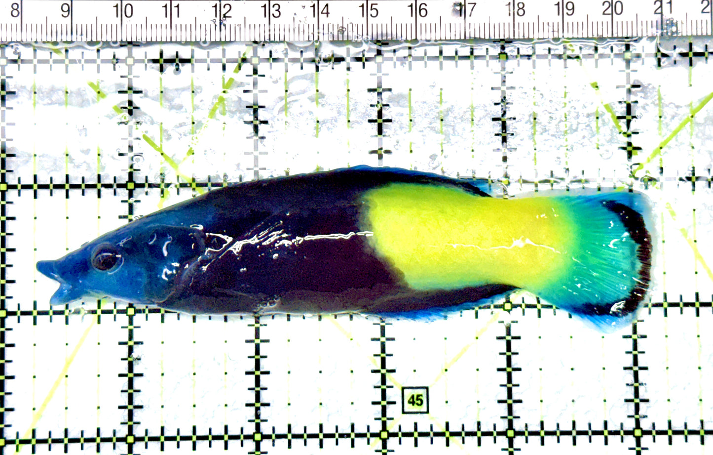 Bicolor Cleaner Wrasse BCW080601 WYSIWYG Size: Show 5" approx