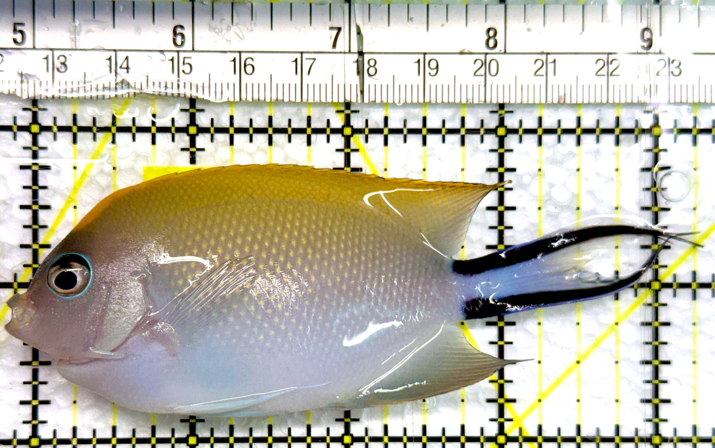 Swallowtail Angelfish Female (Reefsafe) SAF100502 WYSIWYG Size: XL 4.25"