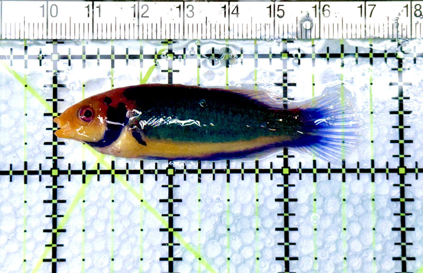 Redhead Solor (Clown Fairy) Wrasse RSW080601 WYSIWYG Size: L 2.5" approx