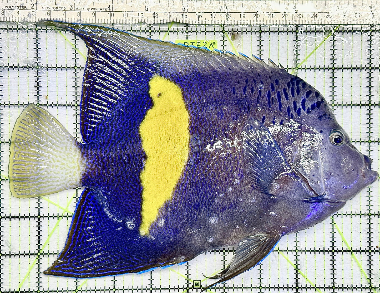 Maculosus Halfmoon Angelfish (Oman Special Grade Red Sea) MHA082101 WYSIWYG Size: XXXL/SHOW 10" approx