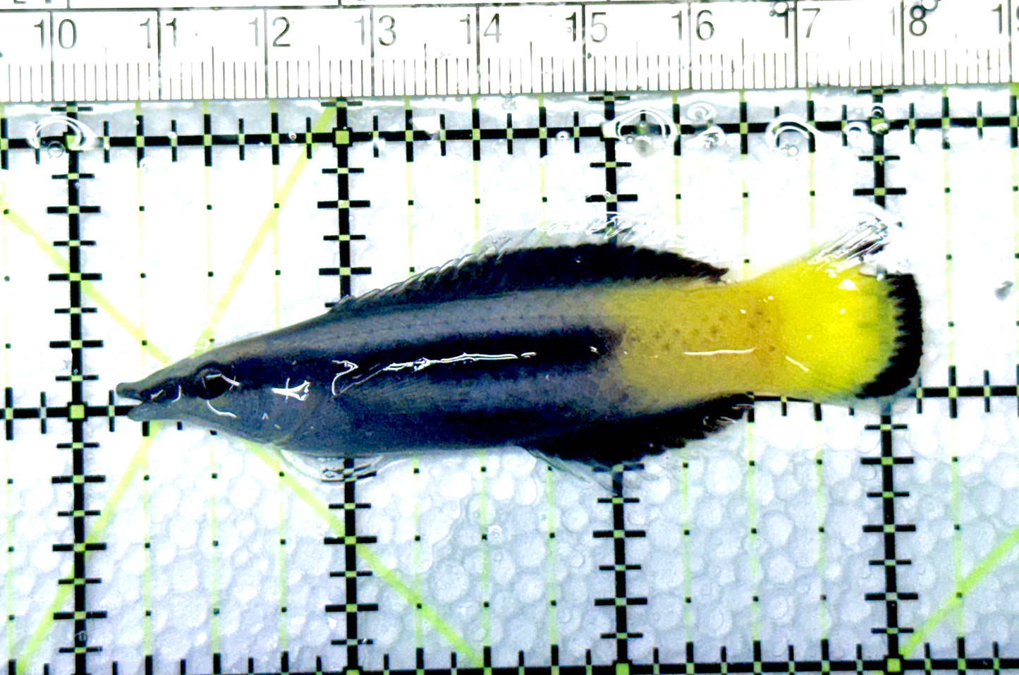 Bicolor Cleaner Wrasse BCW080602 WYSIWYG Size: Show 3" approx