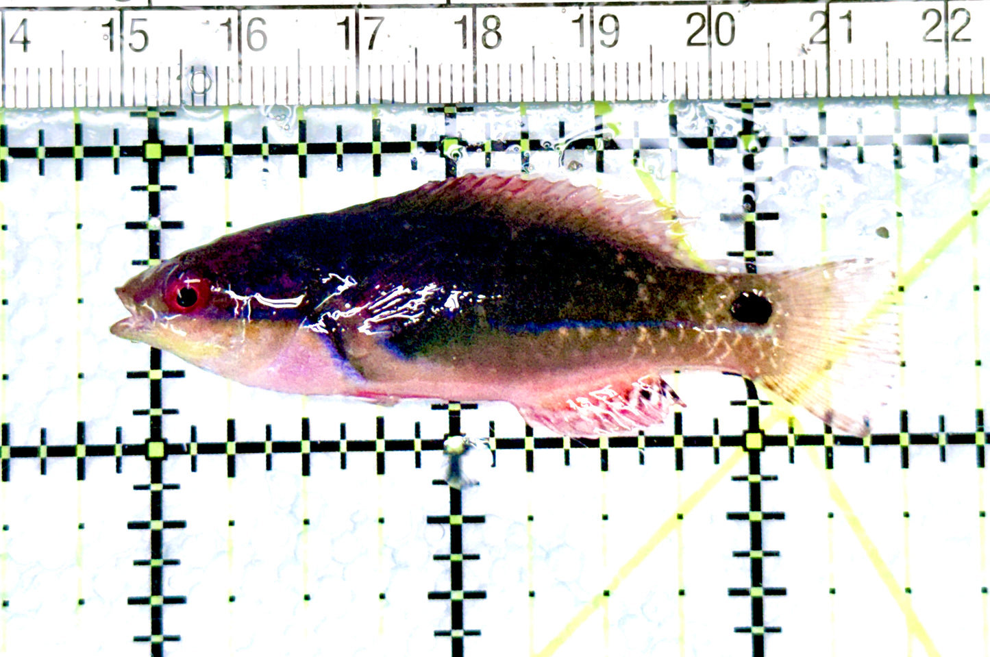 Exquisite Fairy Wrasse (Indo) EFW080601 WYSIWYG Size: M 2.5" approx