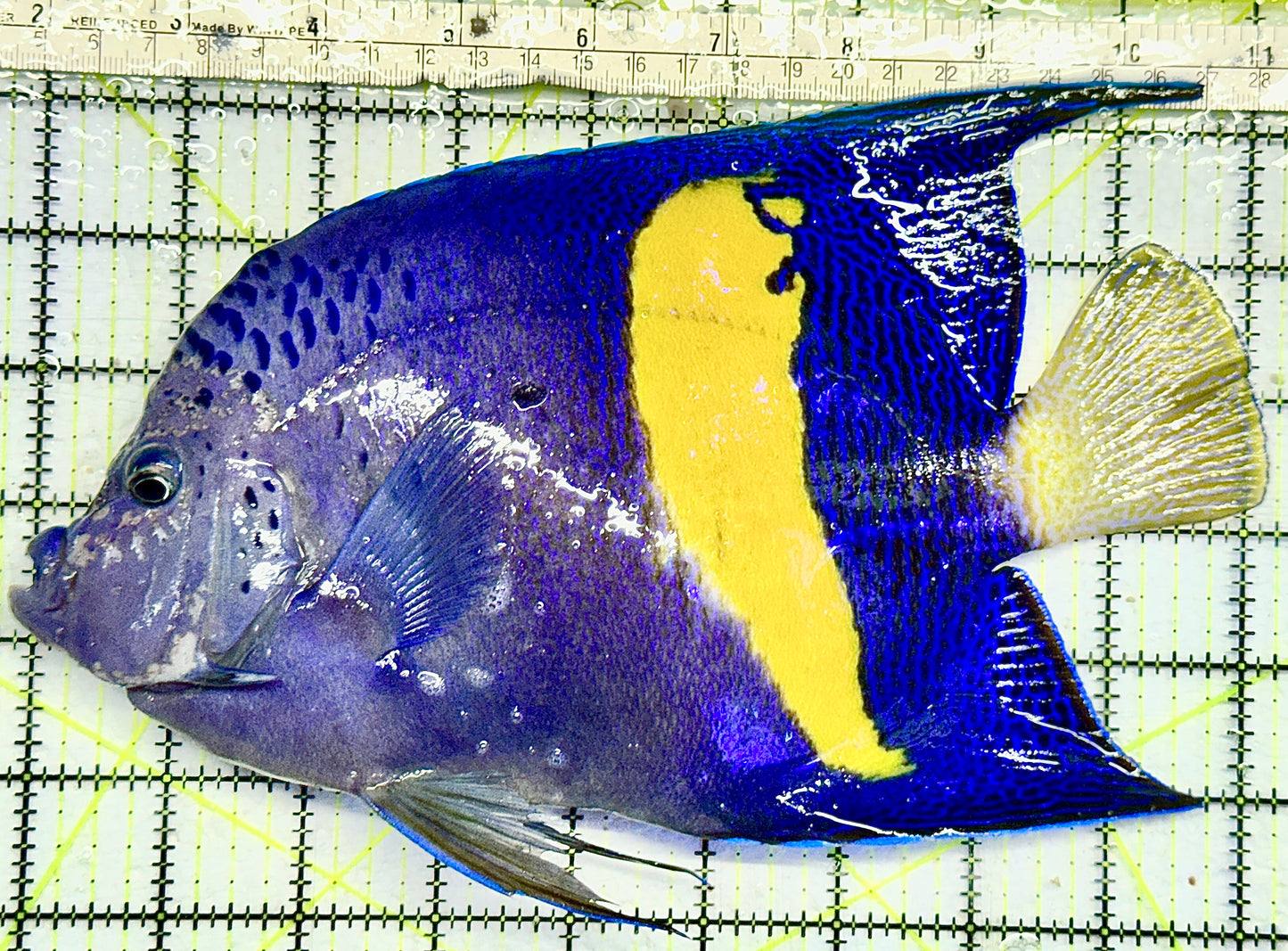 Maculosus Halfmoon Angelfish (Oman Special Grade Red Sea) MHA082102 WYSIWYG Size: XXXL/SHOW 9.5" approx