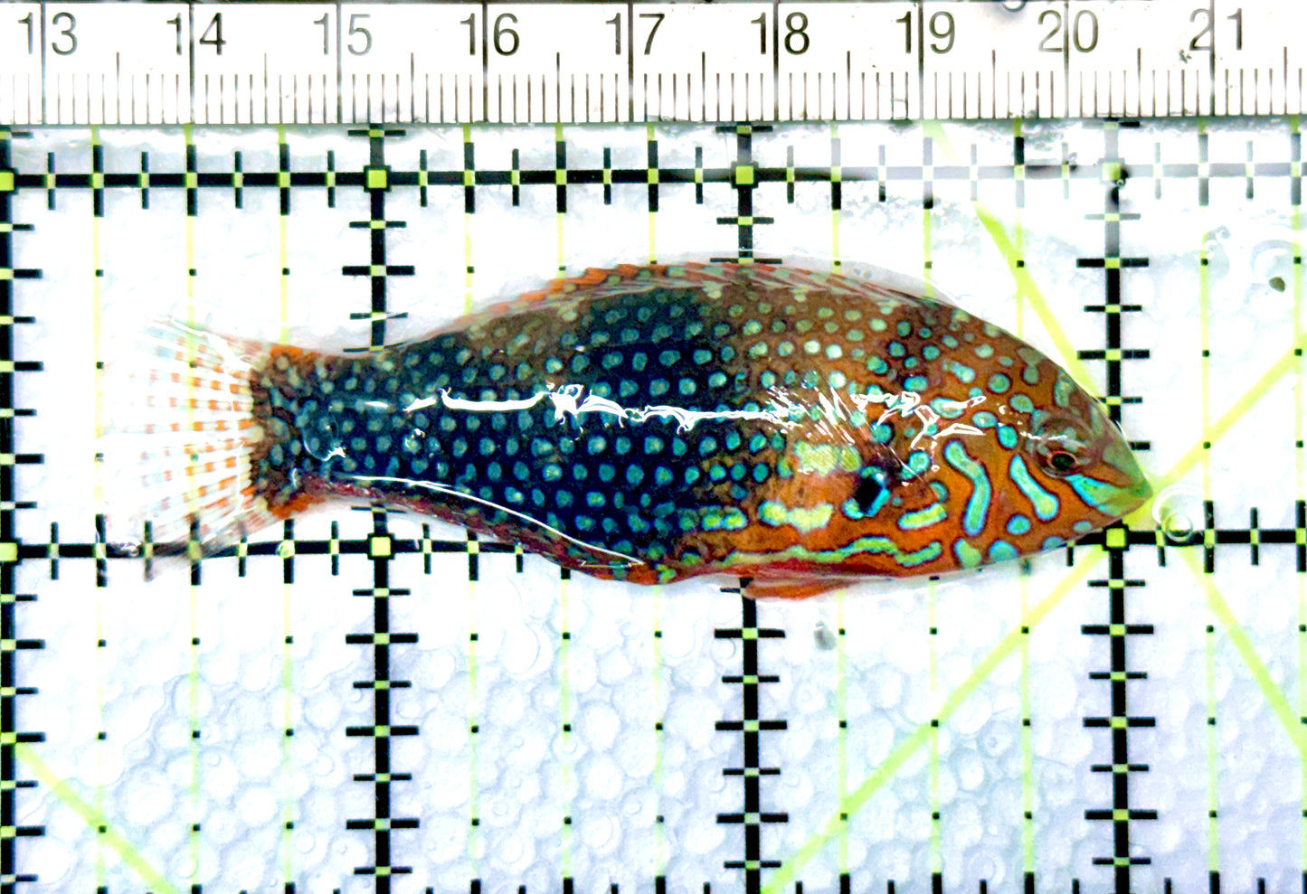 Ornate Leopard Wrasse OLW080601 WYSIWYG Size: L 2.75" approx