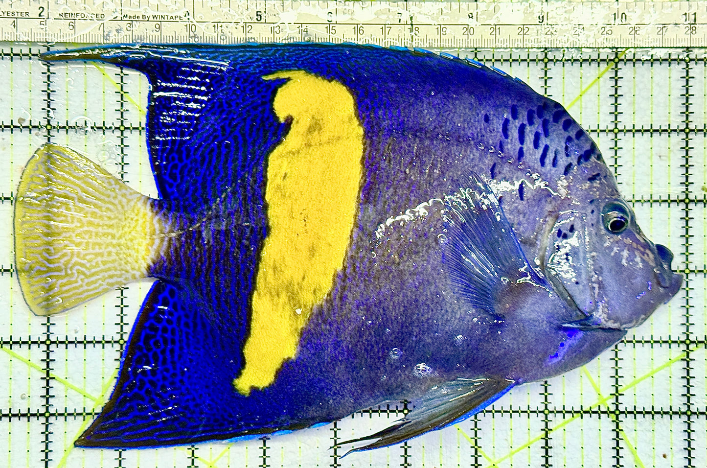 Maculosus Halfmoon Angelfish (Oman Special Grade Red Sea) MHA082102 WYSIWYG Size: XXXL/SHOW 9.5" approx