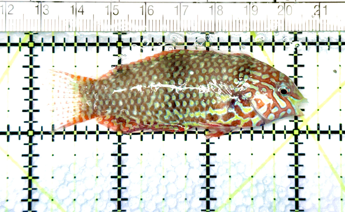 Ornate Leopard Wrasse OLW080602 WYSIWYG Size: L 2.75" approx
