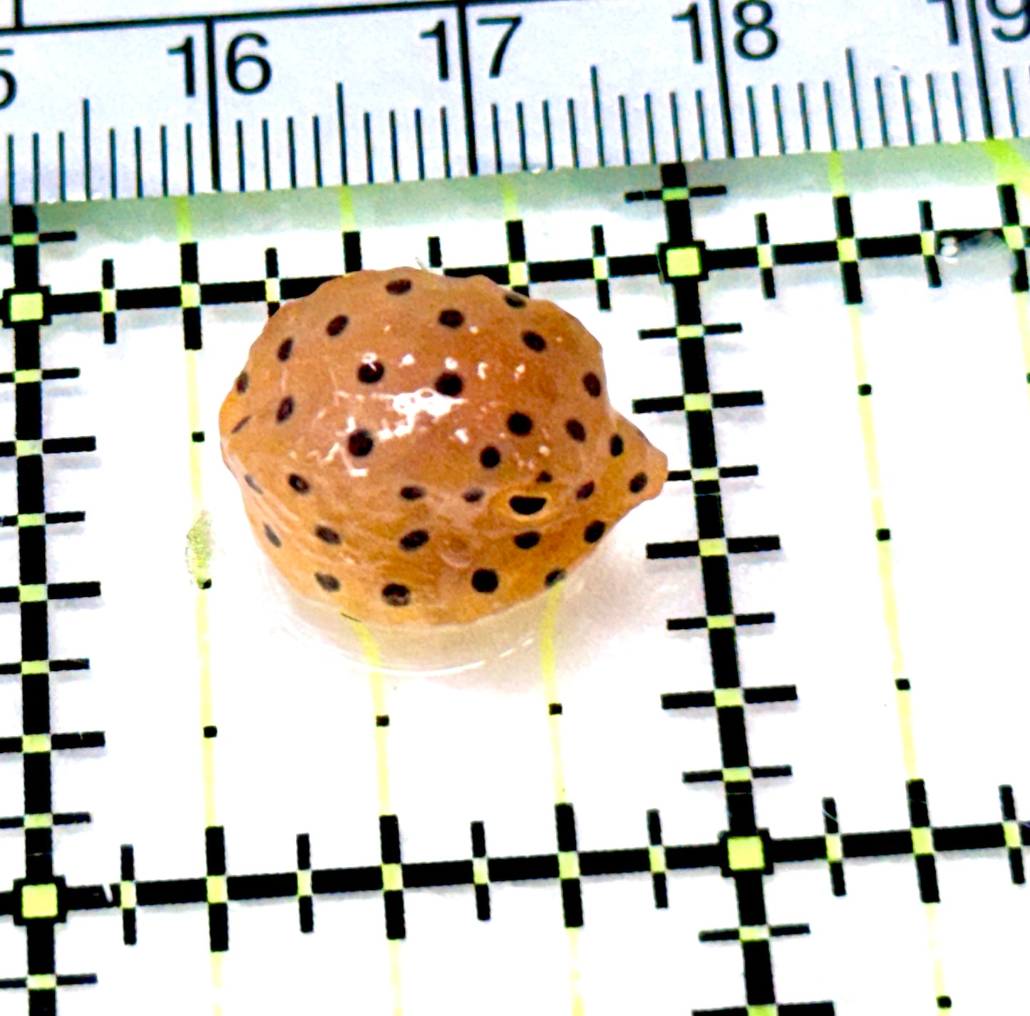 Yellow Polka Dot Boxfish YPDB080601 WYSIWYG Size: Tiny 0.75" approx