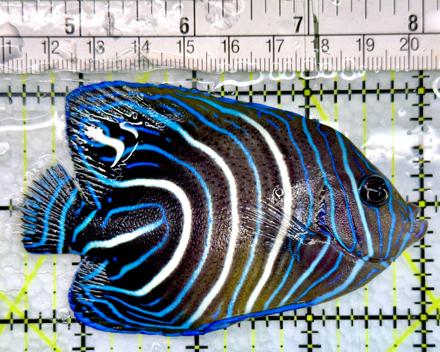 Koran Angelfish Juvenile KAJ100502 WYSIWYG Size: L 3.5"