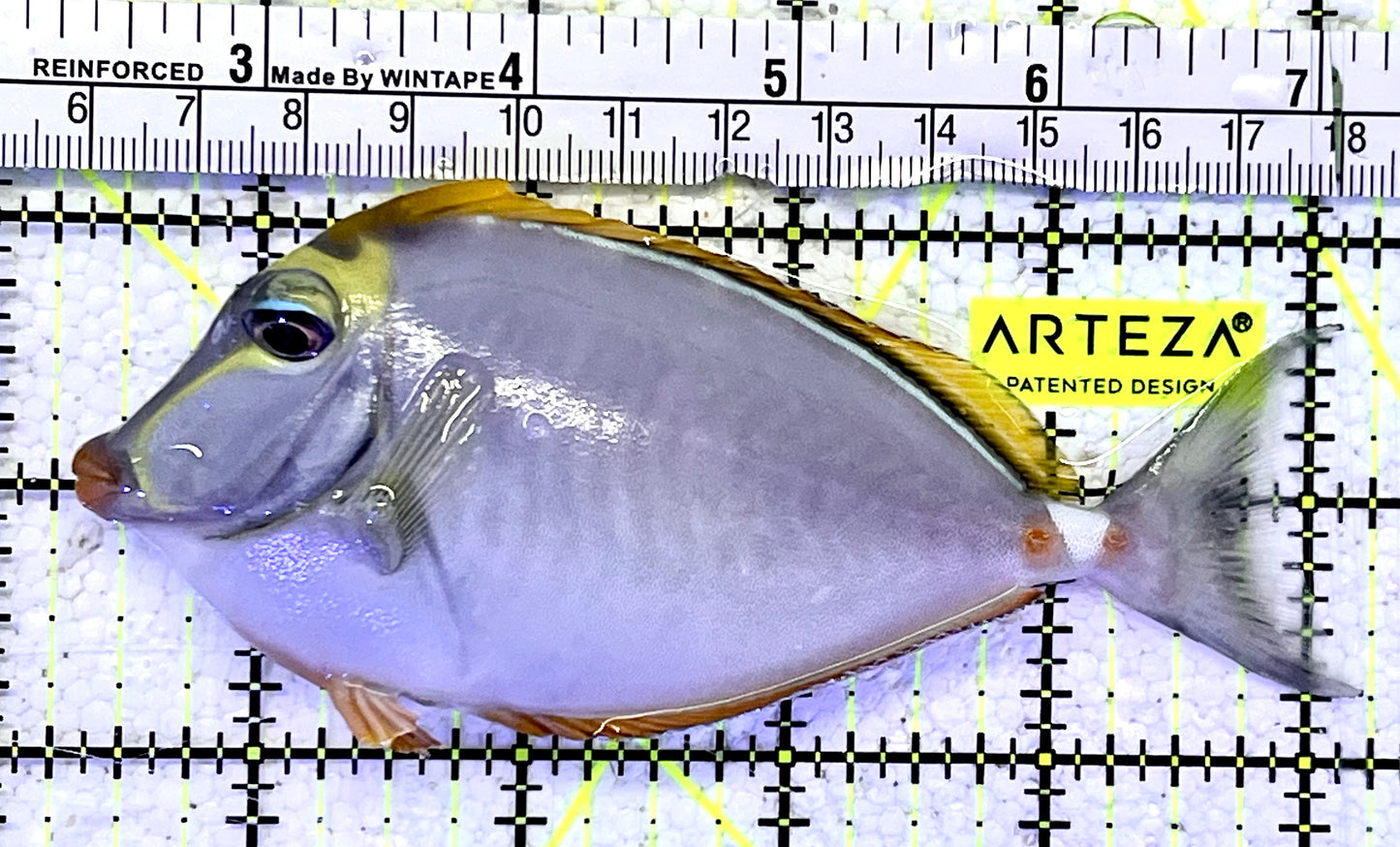 Blonde Naso Tang BNT060904 WYSIWYG Size: M 5"