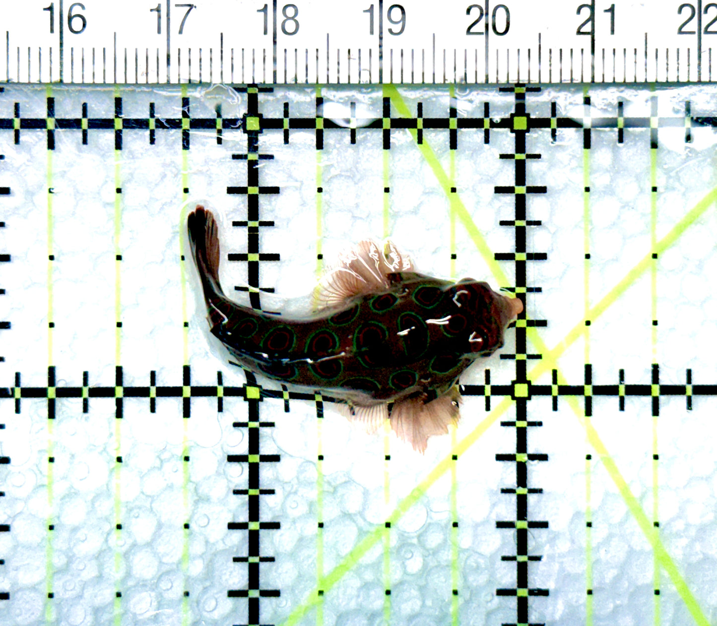 Spotted Mandarin Dragonet SMD080601 WYSIWYG Size : L 1.75" approx