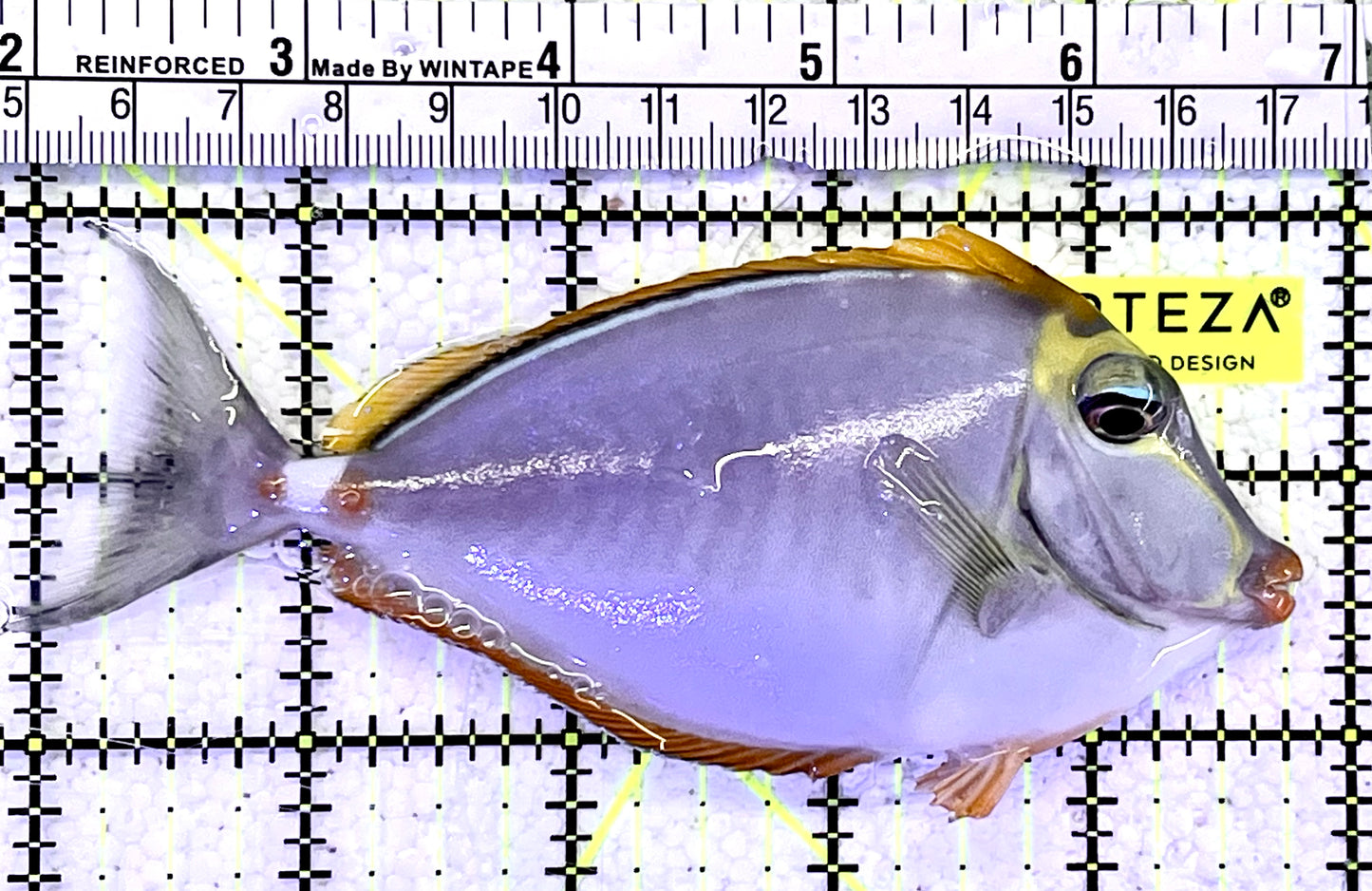 Blonde Naso Tang BNT060904 WYSIWYG Size: M 5"
