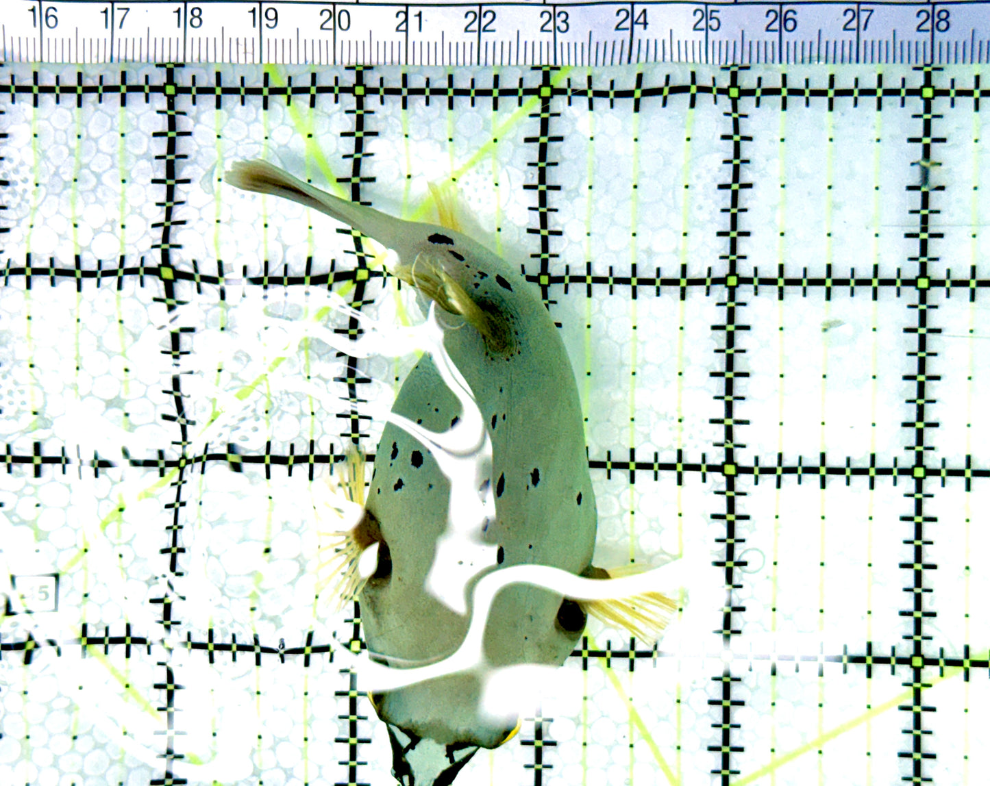 Dogface PufferFish DP080601 WYSIWYG Size: ML 3.75" approx