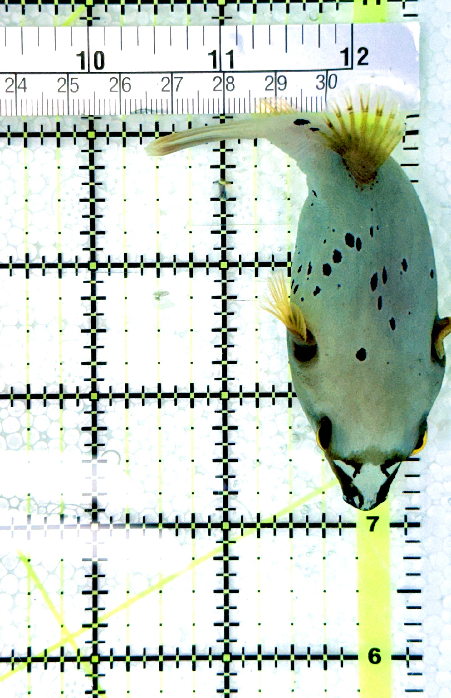 Dogface PufferFish DP080602 WYSIWYG Size: ML 3.5" approx