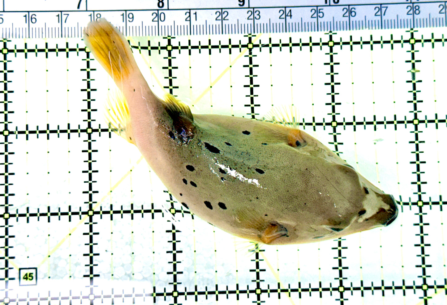 Dogface PufferFish DP080604 WYSIWYG Size: L 4.5" approx