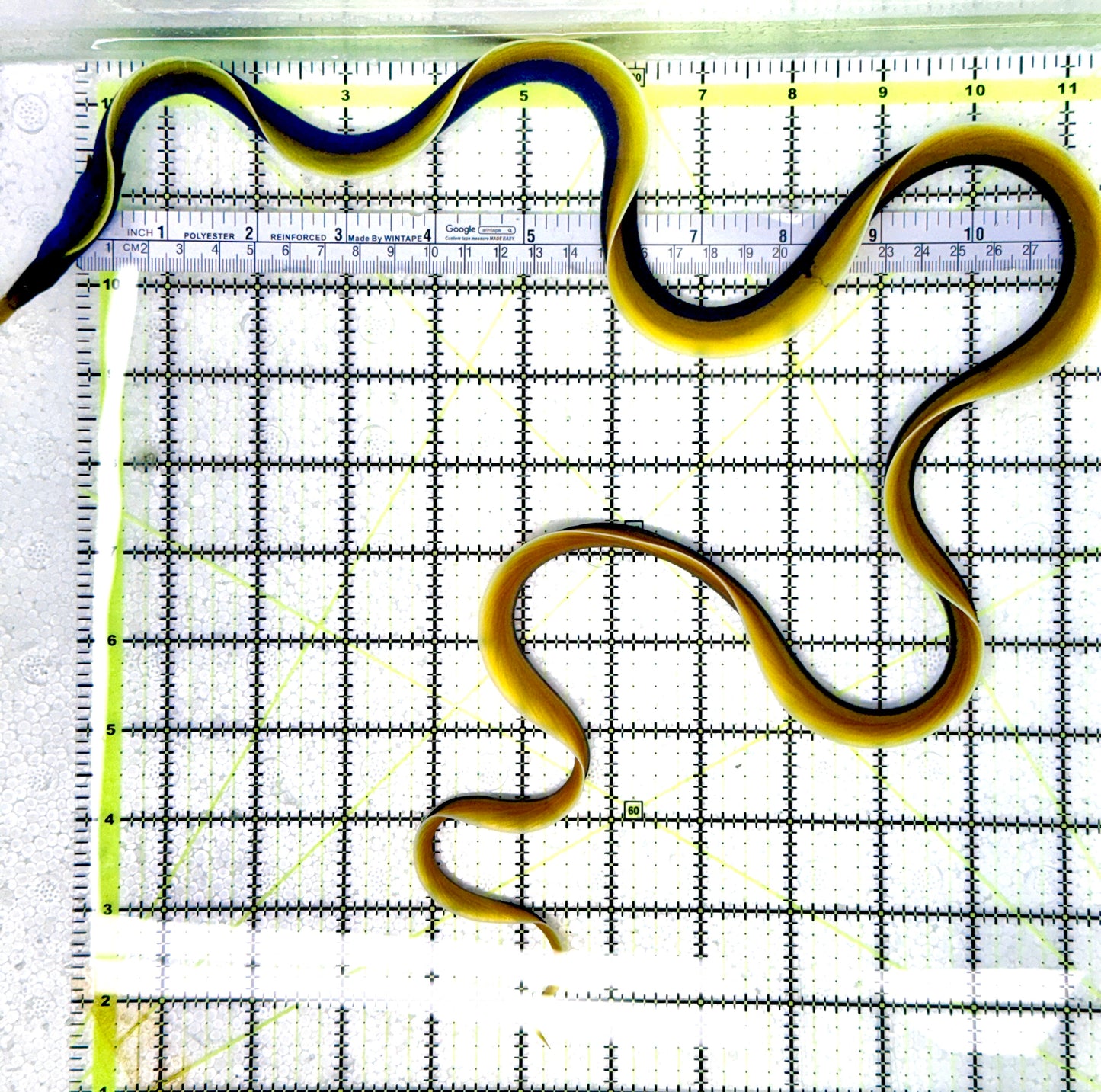 Blue Ribbon Eel BRE080602 WYSIWYG Size: XL/SHOW 33" approx