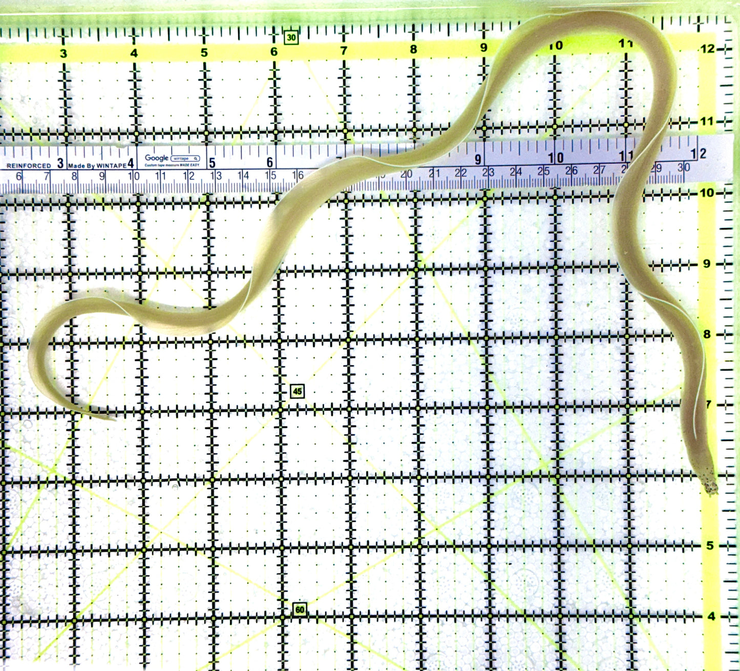 White Ribbon Eel WRE080601 WYSIWYG Size: L 18" approx