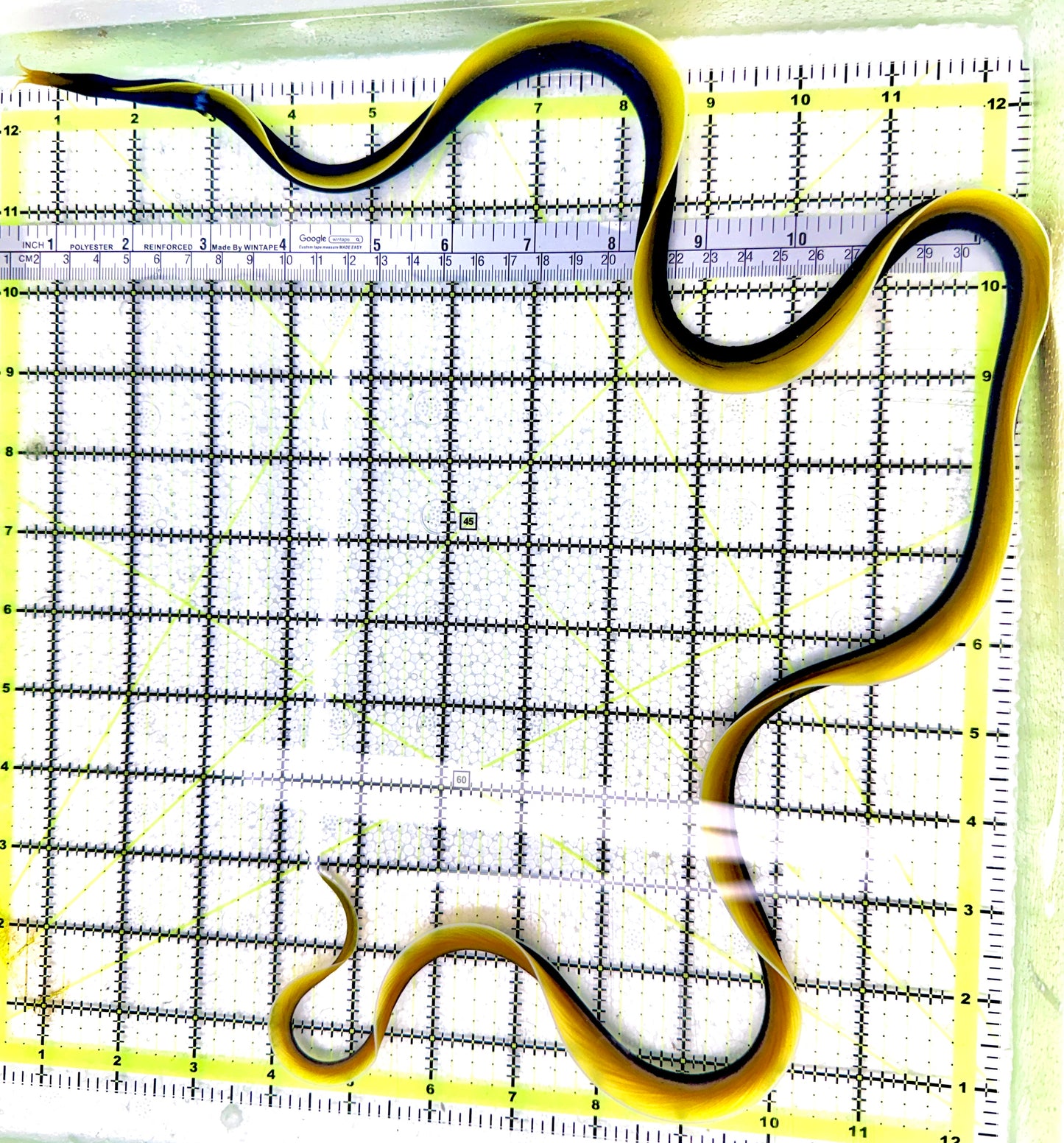 Blue Ribbon Eel BRE080603 WYSIWYG Size: XL/SHOW 32" approx