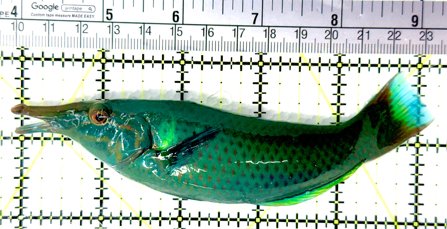 Green Bird Wrasse GBW080702 WYSIWYG Size: L 5.25" approx