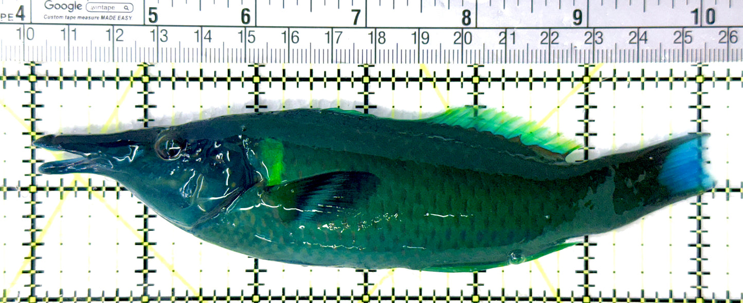 Green Bird Wrasse GBW080703 WYSIWYG Size: XL 6.25" approx