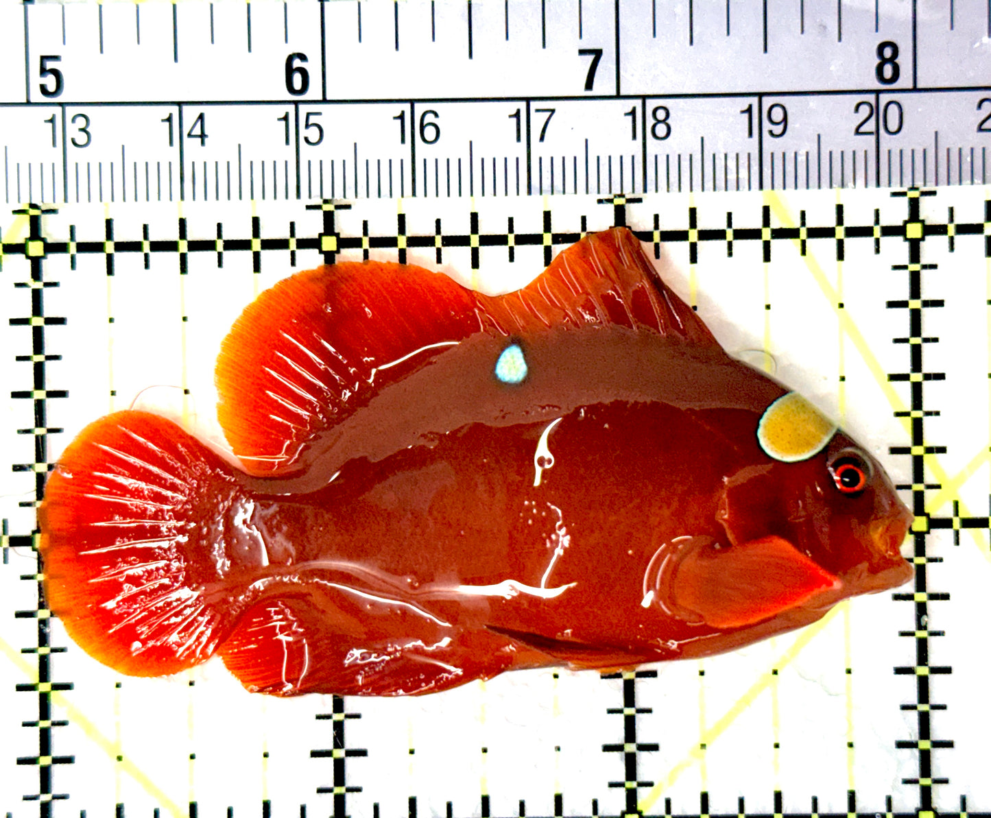 Gold Bar Maroon Clownfish Bali Grade A (Wild Caught) GBMCBGA080701 WYSIWYG Size: L 3" approx