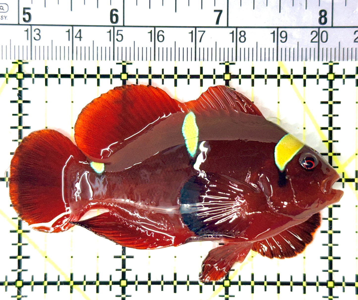 Gold Bar Maroon Clownfish Bali Grade A (Wild Caught) GBMCBGA080702 WYSIWYG Size: L 3.25" approx