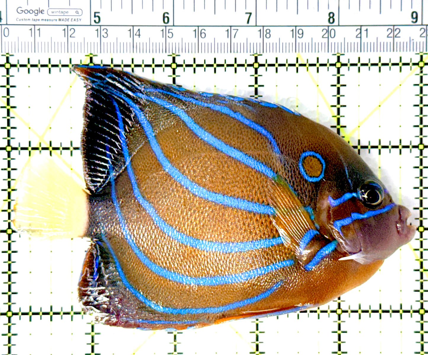 Blue Ring Angelfish Adult BRAA080701 WYSIWYG Size: ML 5" approx