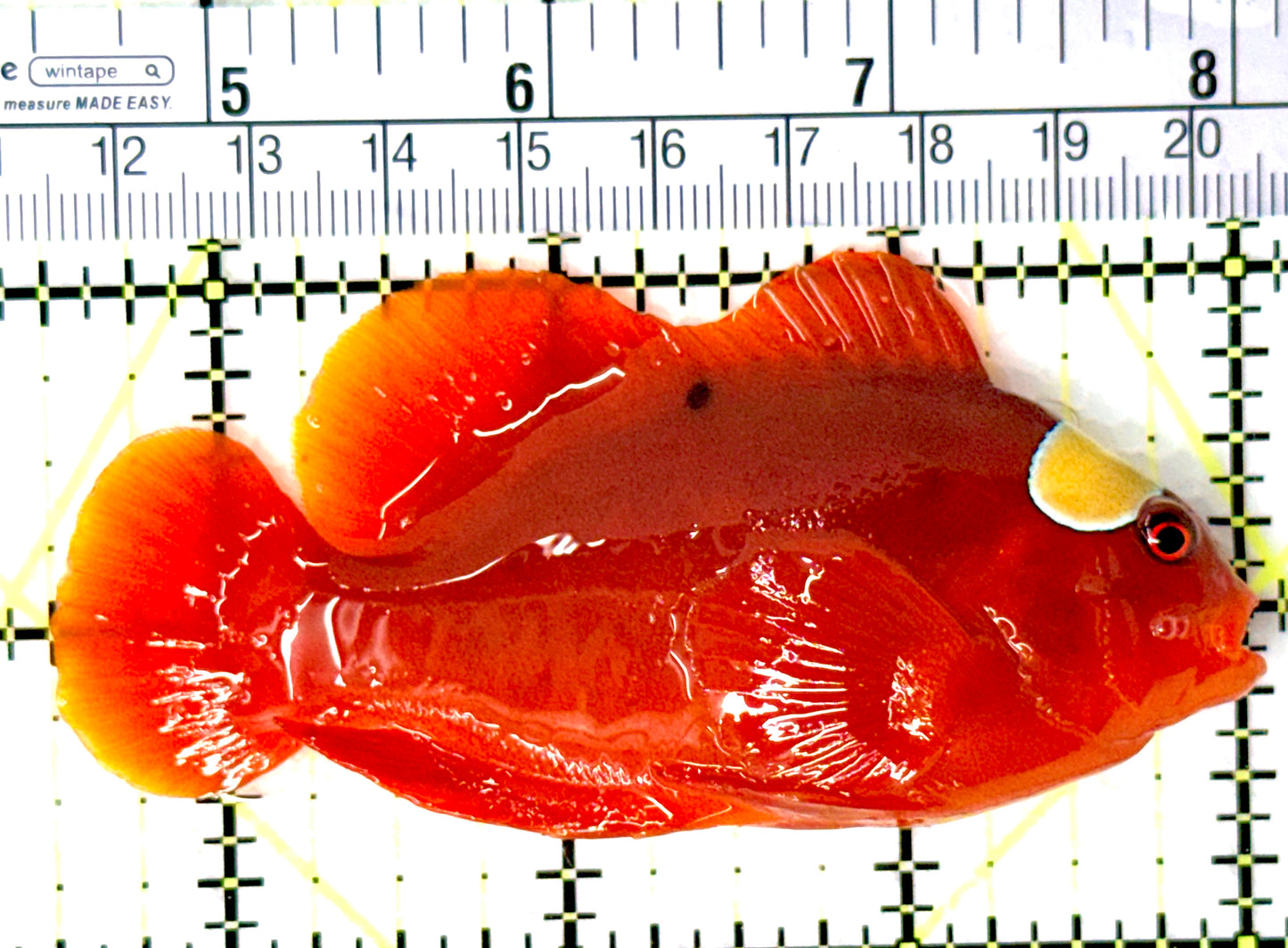 Gold Bar Maroon Clownfish Bali Grade A (Wild Caught) GBMCBGA080703 WYSIWYG Size: L 3.5" approx