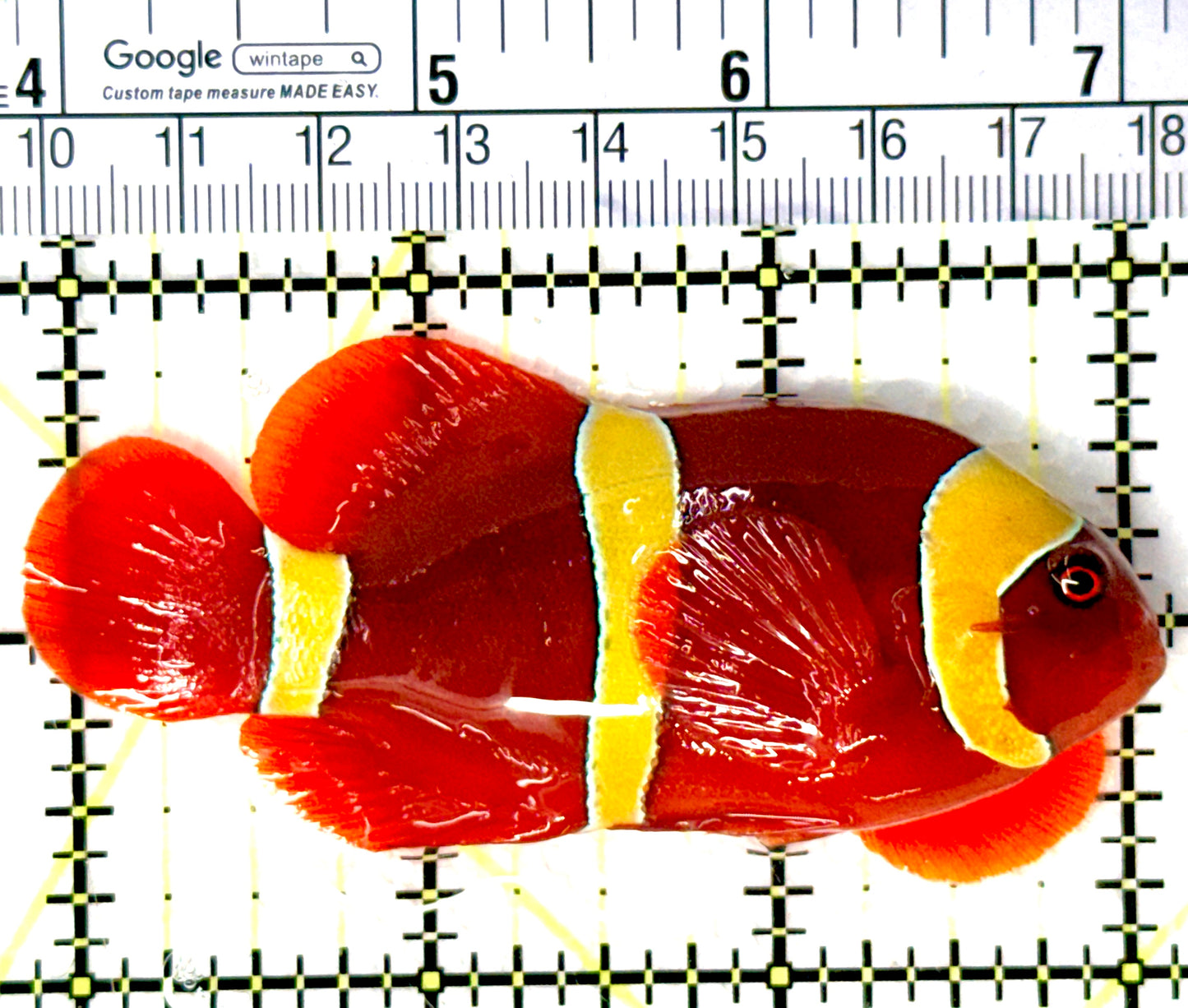 Gold Bar Maroon Clownfish Bali Grade A (Wild Caught) GBMCBGA080704 WYSIWYG Size: L 3.25" approx