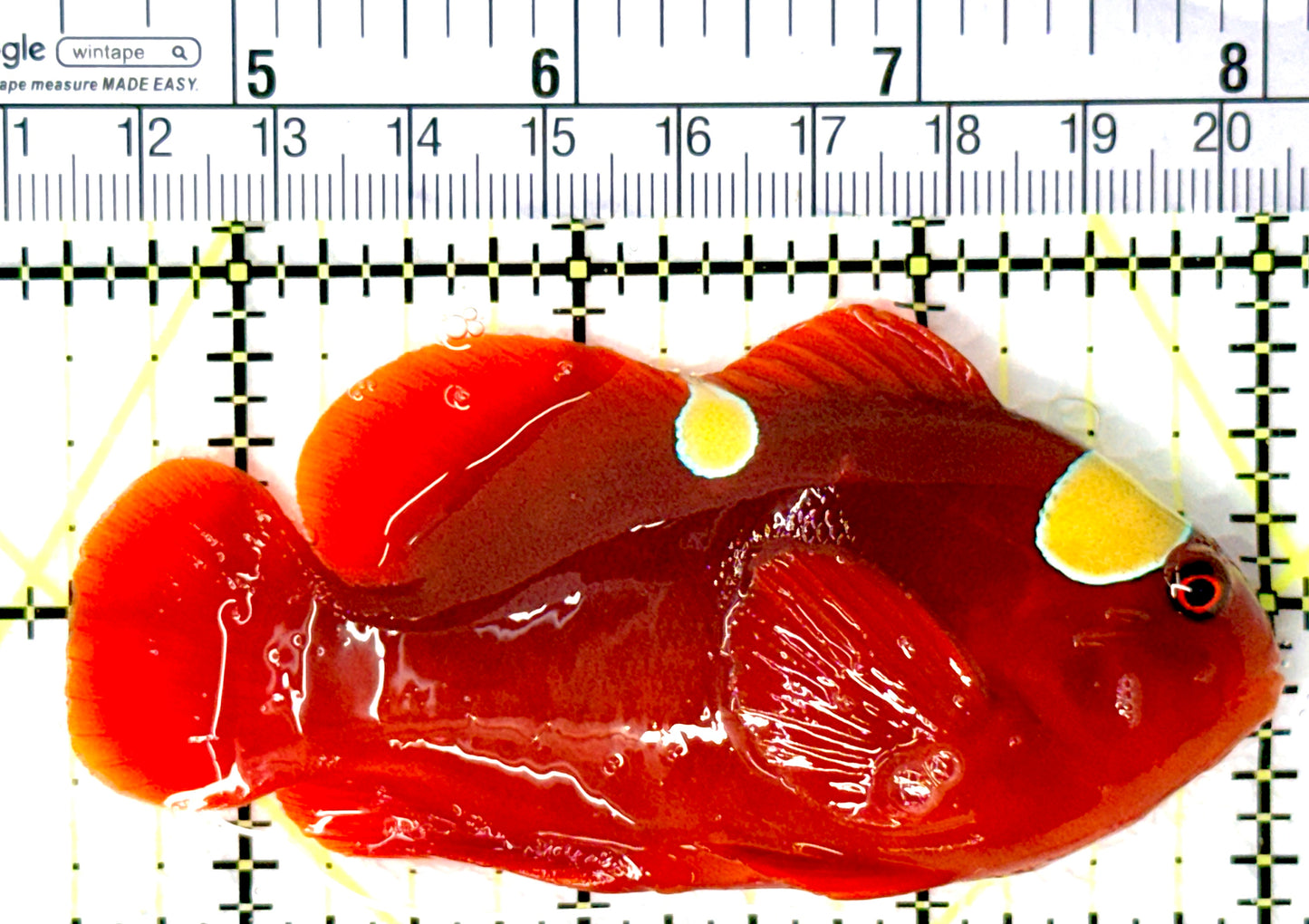 Gold Bar Maroon Clownfish Bali Grade A (Wild Caught) GBMCBGA080705 WYSIWYG Size: L 3.5" approx