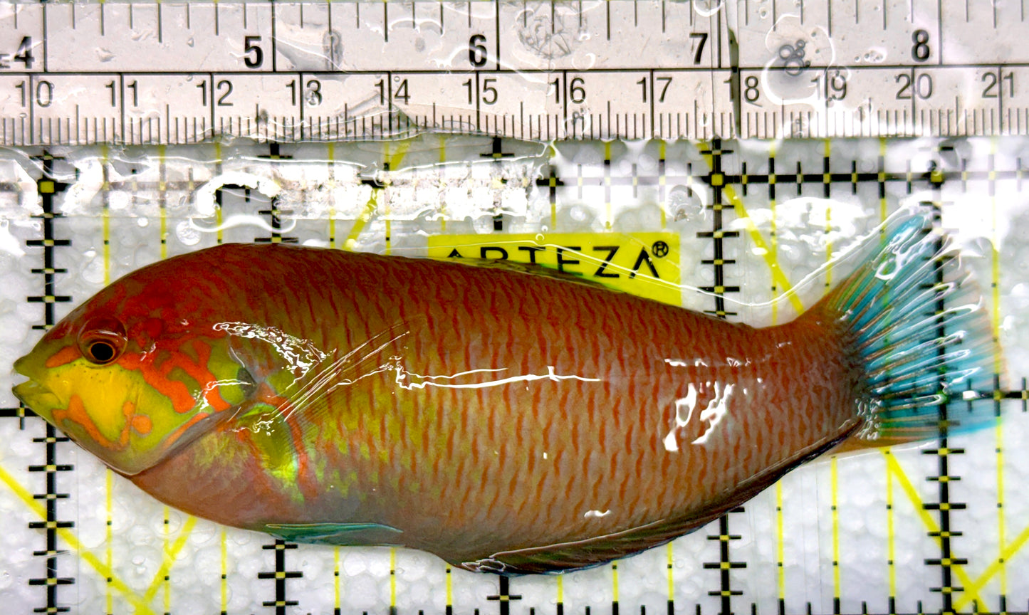 Moyer's Leopard Wrasse MLW100501 WYSIWYG Size: XXL 4.5"