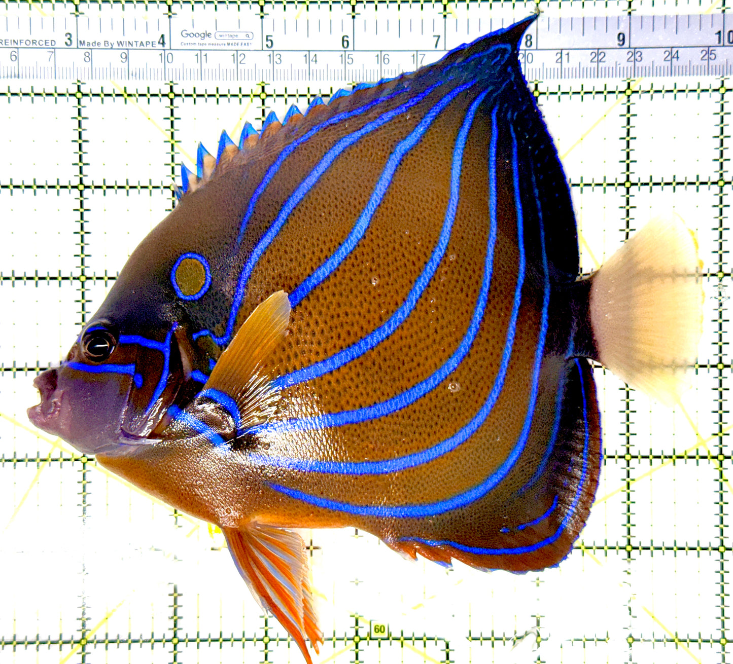 Blue Ring Angelfish Adult BRAA080702 WYSIWYG Size: XL 7.5" approx