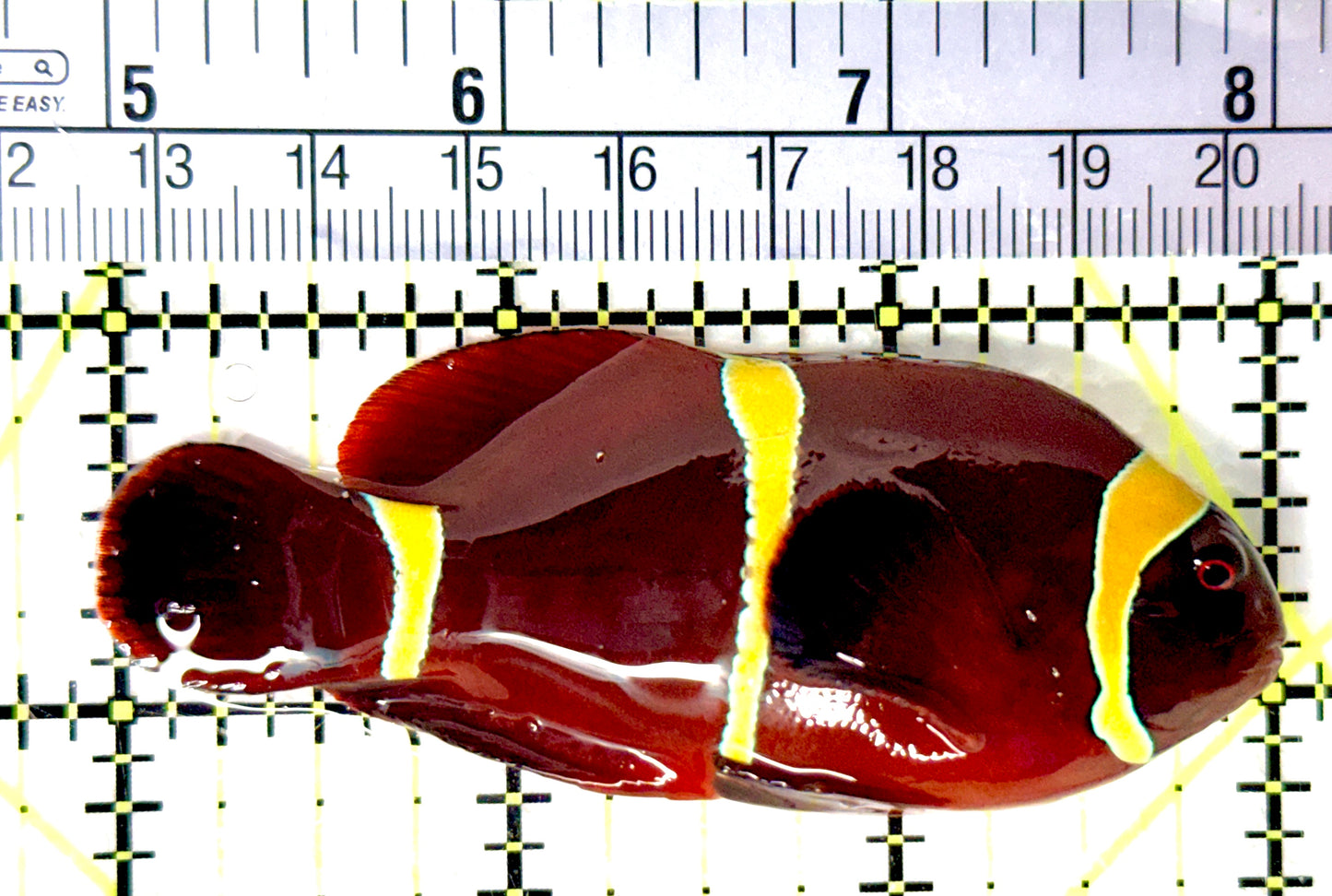 Gold Bar Maroon Clownfish Bali Grade A (Wild Caught) GBMCBGA080706 WYSIWYG Size: L 3" approx
