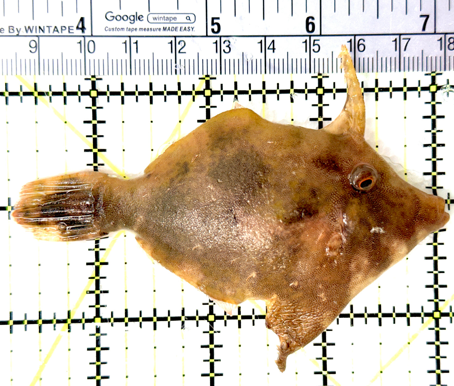 Aiptasia Eating Filefish AEF080701 WYSIWYG Size: L 3.75" approx
