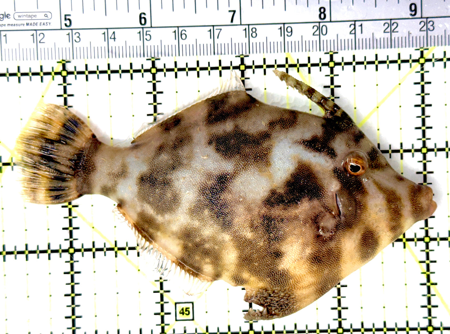 Aiptasia Eating Filefish AEF080703 WYSIWYG Size: XL 4.5" approx