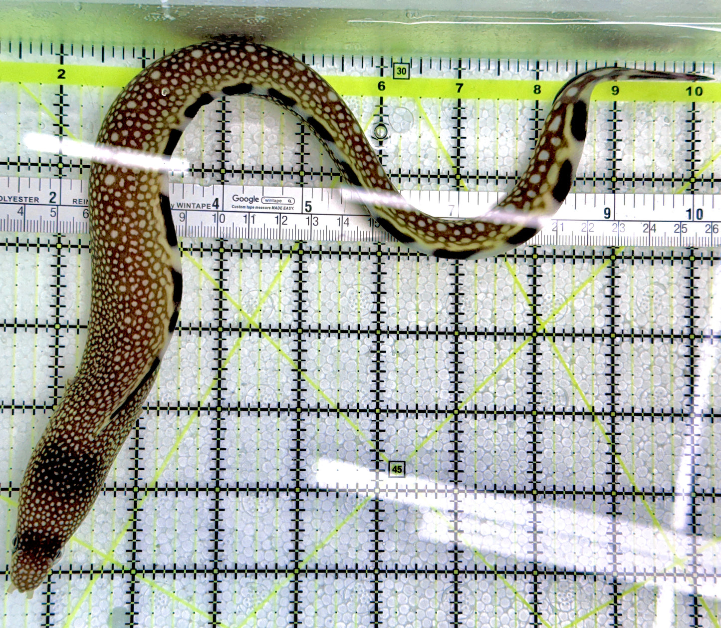 Black Edge Moray Eel BEME080602 WYSIWYG Size: L 15"