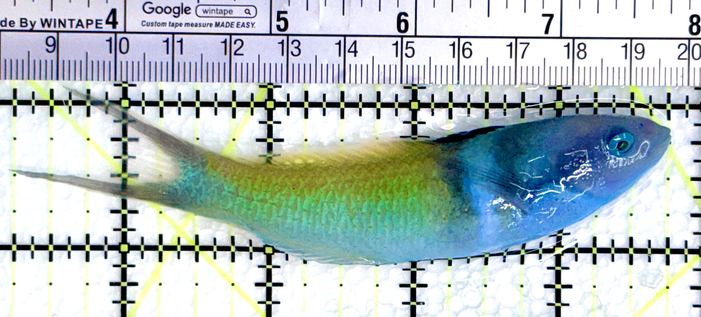 Blue Head Wrasse BHW080602 WYSIWYG Size: L 4.5"