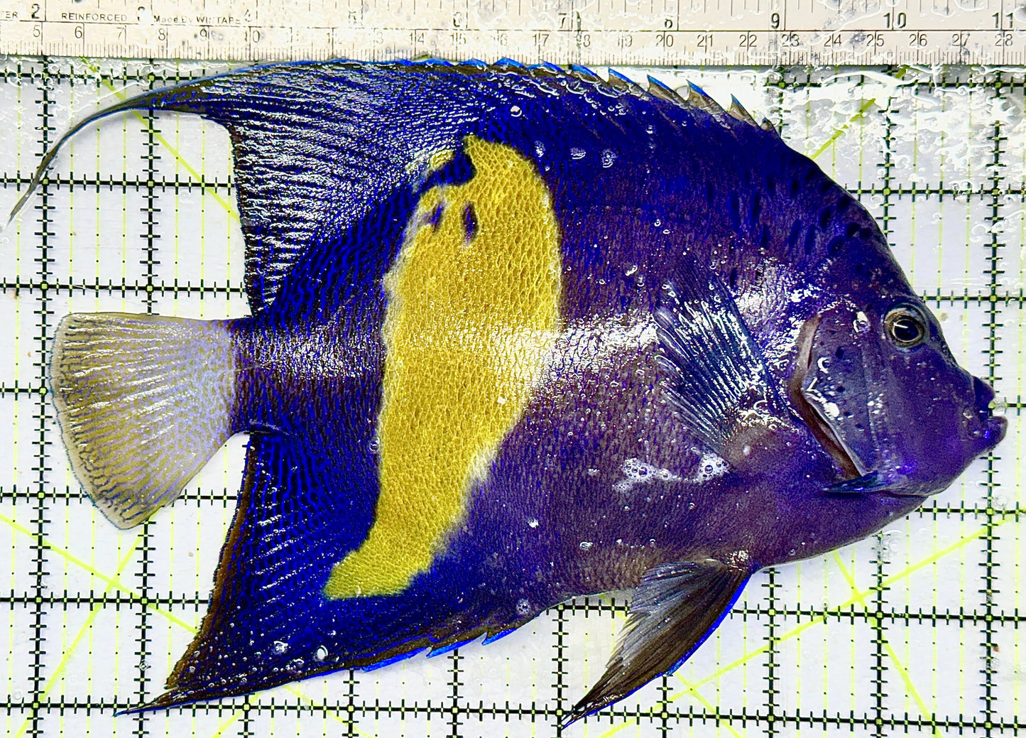 Maculosus Halfmoon Angelfish (Oman Special Grade Red Sea) MHA082103 WYSIWYG Size: XXXL/SHOW 10" approx