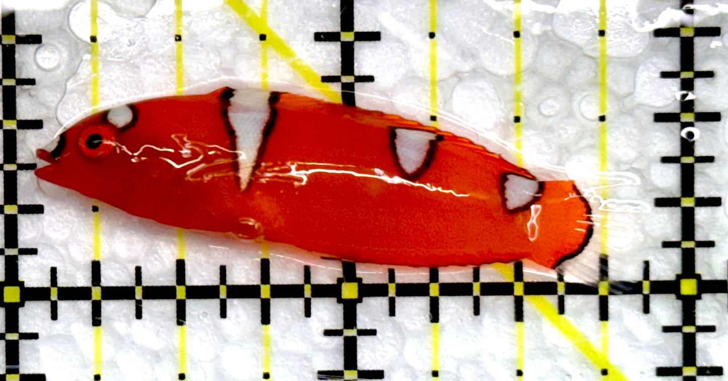 Red Coris Clown Wrasse Juvenile RCWJ100501 WYSIWYG Size: Tiny 2"