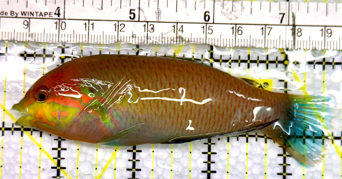 Moyer's Leopard Wrasse MLW100504 WYSIWYG Size: XXL 4.25"