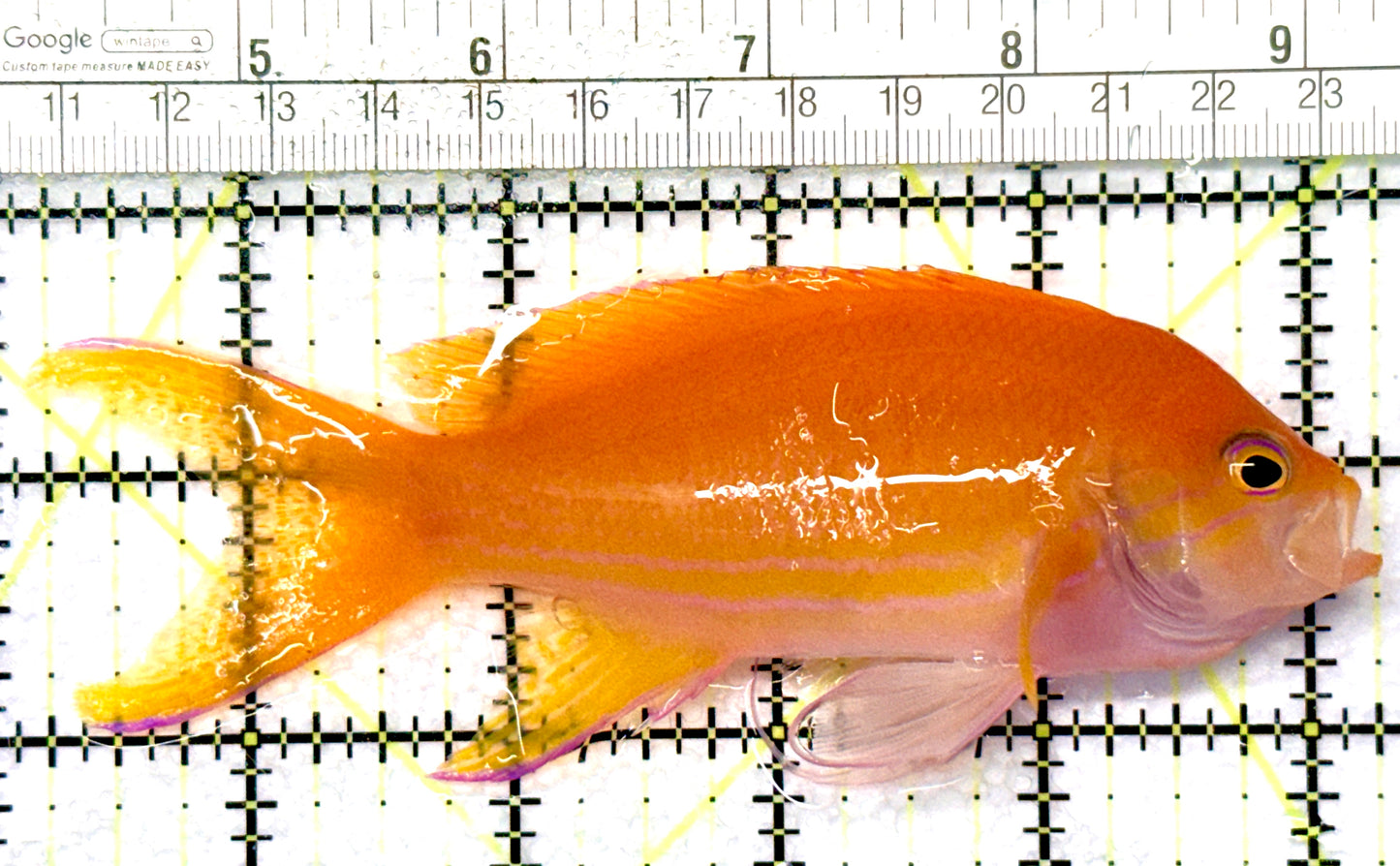 Squareback Anthias (Female) SAF081001 WYSIWYG Size: XL 5" approx