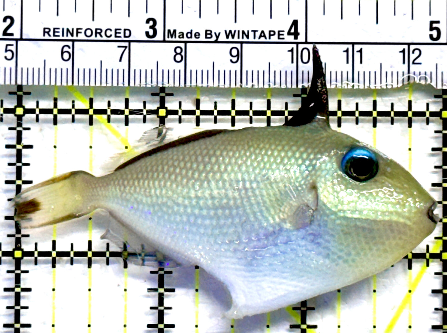 Goldenback Triggerfish GT082301 WYSIWYG Size: M Juvenile 3"