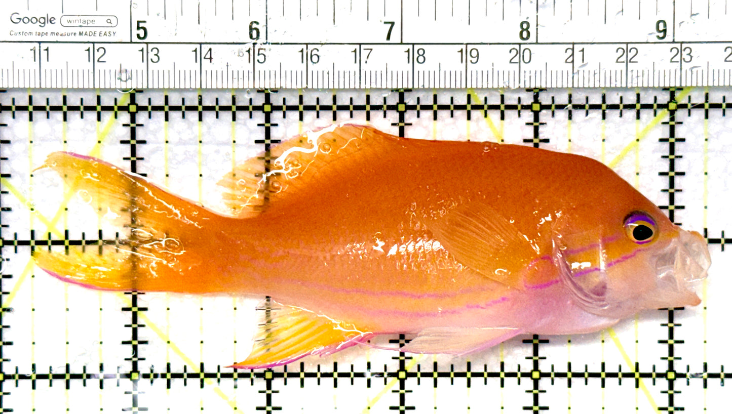 Squareback Anthias (Female) SAF081003 WYSIWYG Size: XL 5" approx