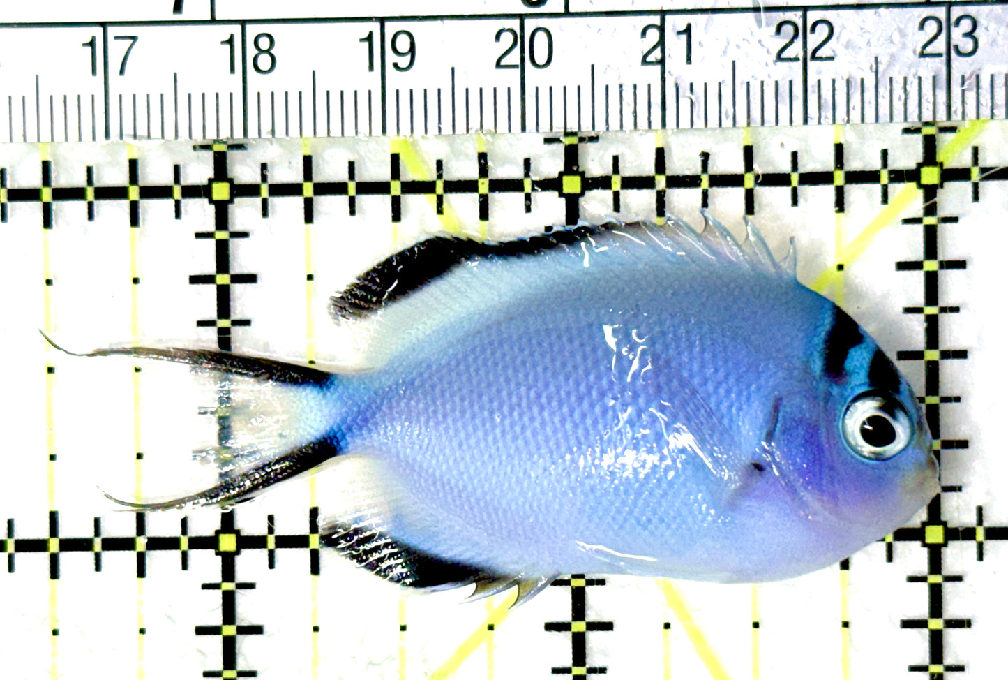 Watanabe Angelfish (Female) WAF081002 WYSIWYG Size: M 2.5" approx