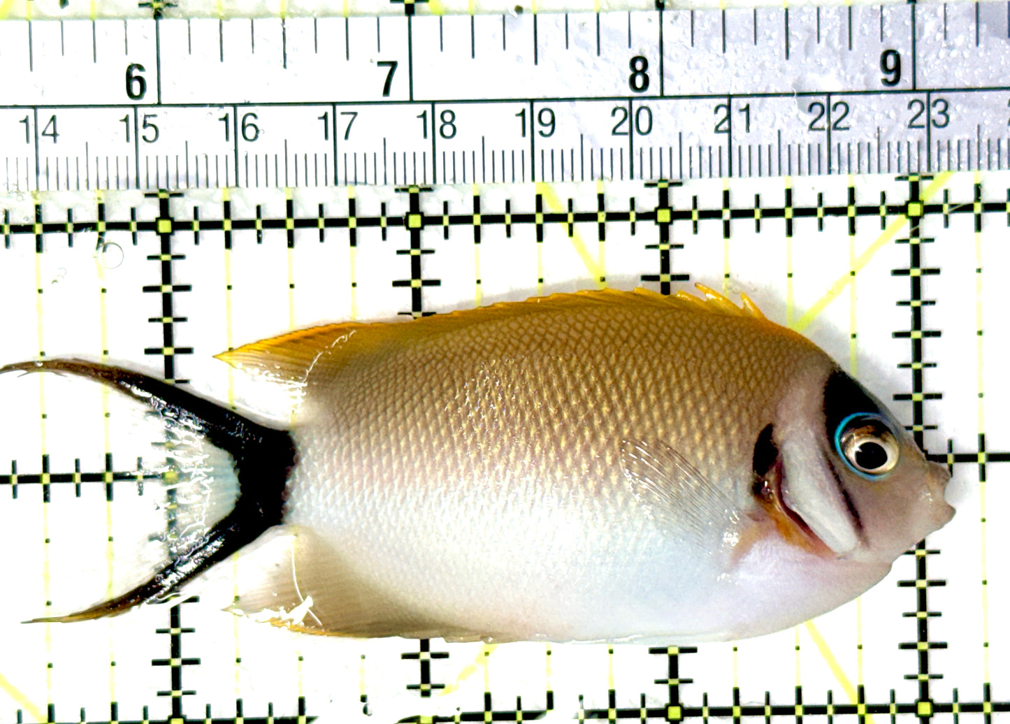Female Masked Swallowtail Angelfish FMSA081001 WYSIWYG Size: L 4" approx