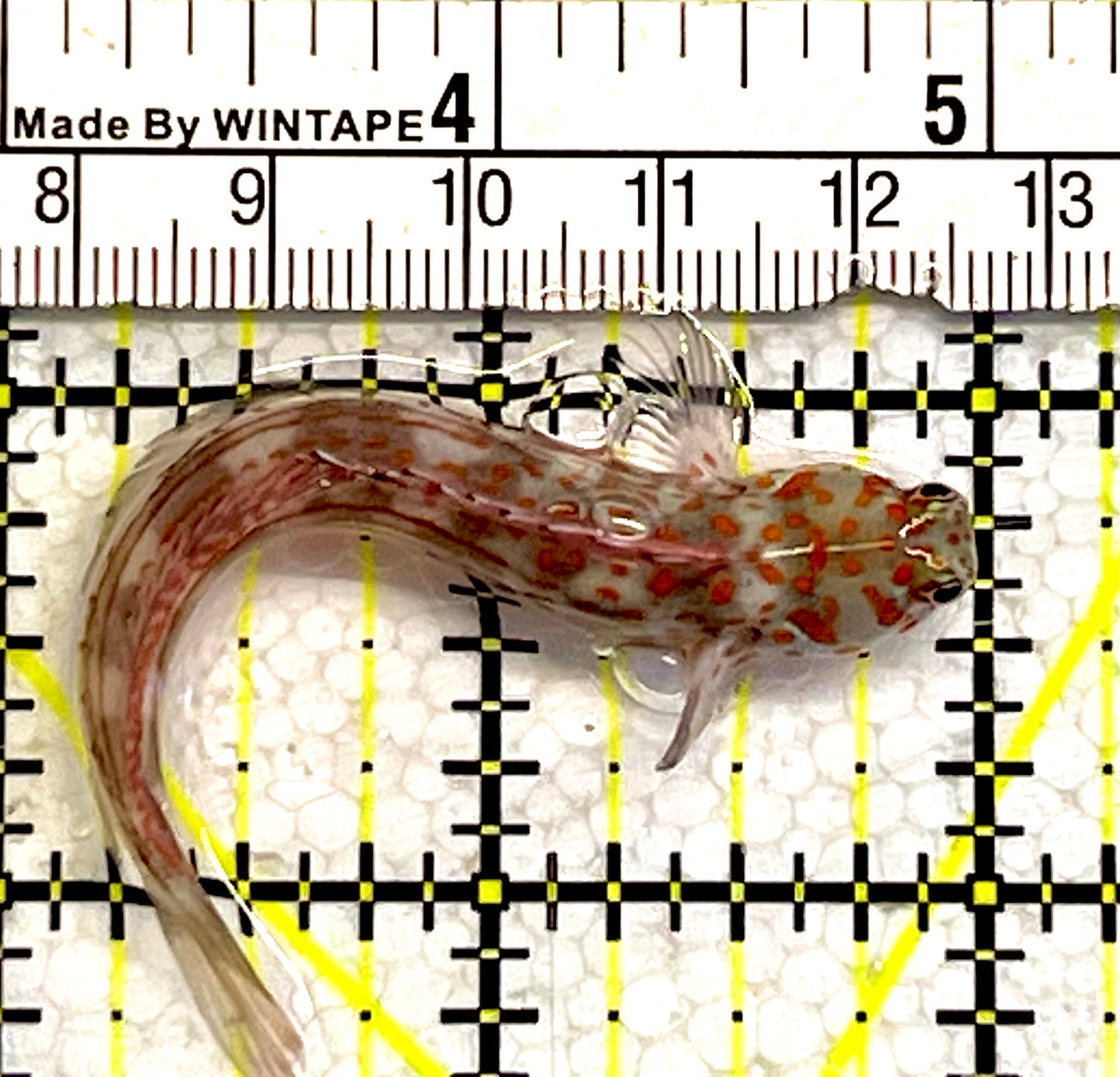 Orange Spotted Blenny (Maldives) OSB062102 WYSIWYG Size: 3"